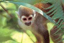 Amazonian Paradise, Ecuador
